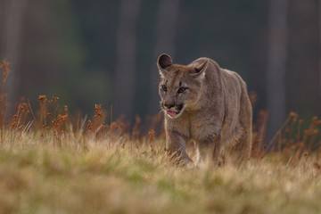 Cougar (Puma concolor) 