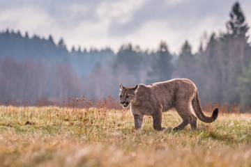 Cougar (Puma concolor) 