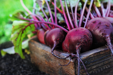 Fresh harvested beetroots in wooden crate, pile of homegrown organic beets with leaves on soil...