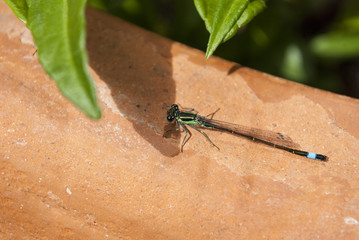 Libelle sonnt sich, Odonata