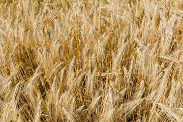 Barley Field Detail