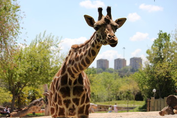 Girafa en Zoo