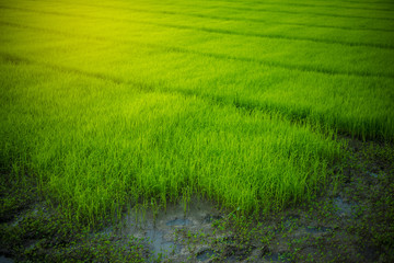 Obraz na płótnie Canvas Rice field
