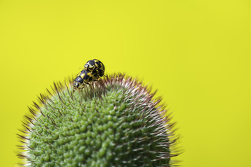 ladybugs mate in the Bud of the poppy