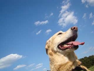 Hund vor blauem Himmel