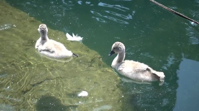 two ducklings swimming on lake
