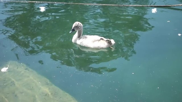 duckling swim on lake