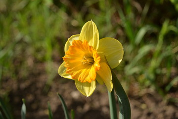 narcissus