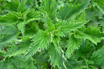 nettle