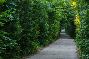 Tunnel from trees