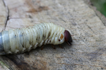 the larva of the may beetle