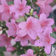 rhododendron pink flowers. Blooming bush