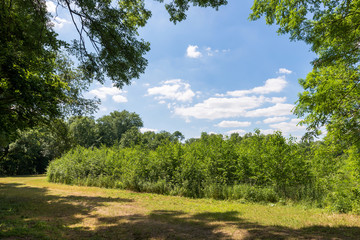 Fototapeta premium junger Wald in Sachsen