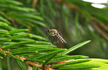 Mosquito on a tree branch