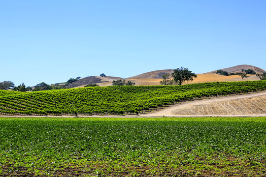 Grapevines in the Foxen Canyon Wine Trail region of Santa Barbara County, California USA