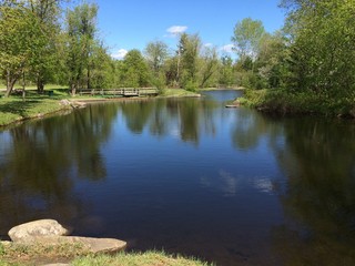 pond reflection