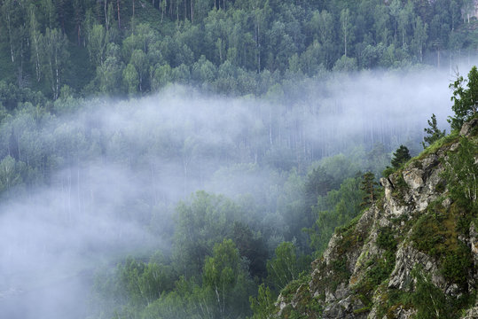 Mountain forest landscape. Pine trees in the fog in the early morning.