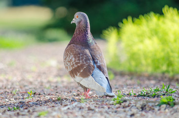 Beautiful intelligent pigeon in the park