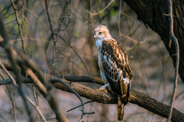 Crested Hawk Eagle perched