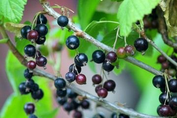 Blackcurrant bush branch for backgrounds in german garden. Shallow focus background.