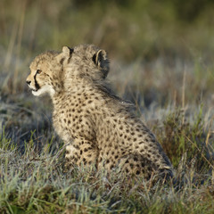 Fototapeta na wymiar Cheetah, South Africa