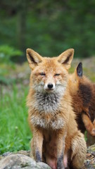 Fototapeta premium rotfuchs