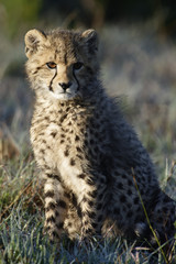 Cheetah, South Africa