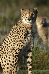 Naklejka na ściany i meble Cheetah, South Africa