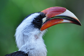 Hornbill bird of Africa in tropical jungle closeup © georgia.evans