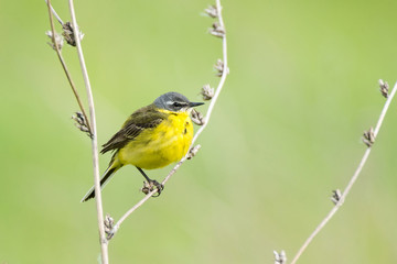 wagtail on a branch