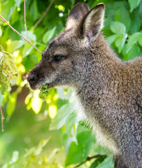 Naklejka na ściany i meble Kangaroo, Close up of head and face