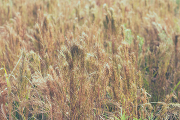 Sunny and windy morning in the meadow