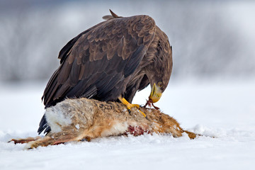 Sea eagle (Haliaeetus albicilla)