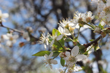 cherry