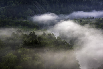 Mountain forest landscape. Trees and the river in the fog in the early morning.