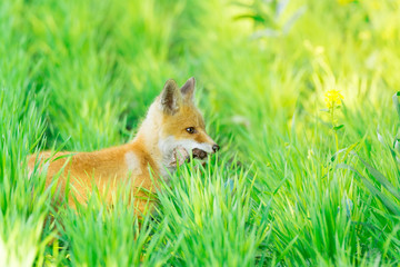 fox on the grass