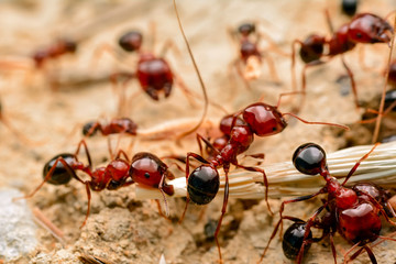 Strong jaws of red ant close-up