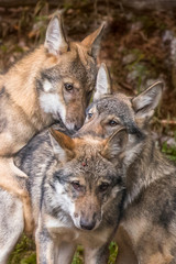 Alaska wolf pack (Canis lupus) 