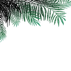 Fototapeta na wymiar Background of coconut twigs on white background, palm trees. Vector botanical illustration, elements for design.