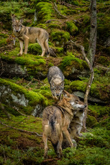 Alaska wolf pack (Canis lupus)  © vaclav