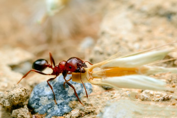 Strong jaws of red ant close-up