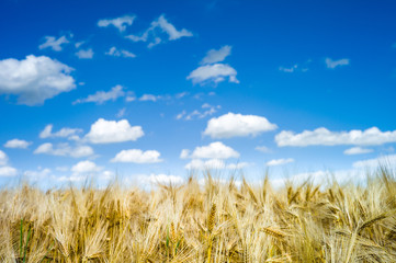 Golden mature and ripe wheat field ready for harvest under a summer blue sky with white clouds. © olrat