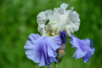 Beautiful iris flower in the garden 