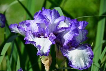 Beautiful violet iris flower in the garden 