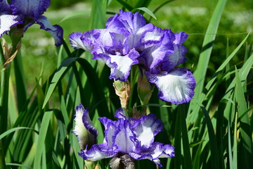 Sunny blue iris flower 