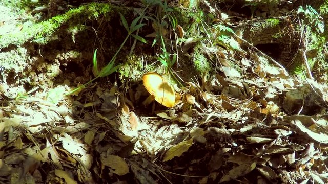 This is footage of one big mushroom in the forest. It is dead centre of the shot, under the shade of a big tree in the woods. Background footage for everything.
