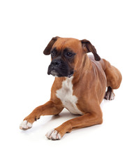 Obraz premium Beautiful boxer dog