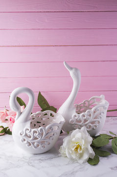 white swan