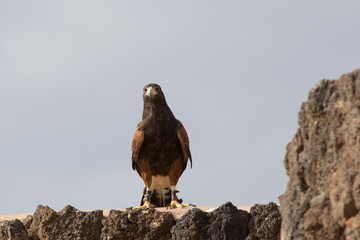 Wüstenbussard auf Fuerteventura Kanarische Insel