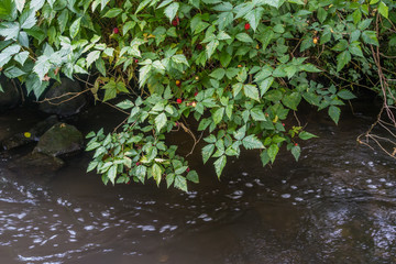 Salmonberry Bush